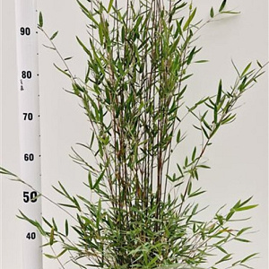 Fargesia Deep Purple 80-100 cm 5,0L