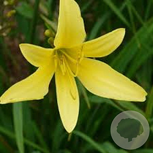 Hemerocallis citrina GM P9