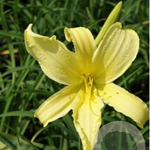 Hemerocallis citrina GM P9