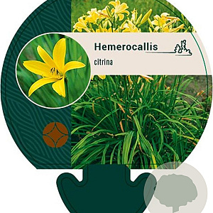 Hemerocallis citrina GM P9