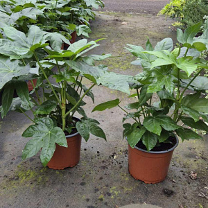 Fatsia japonica 30-40 cm 2,0L