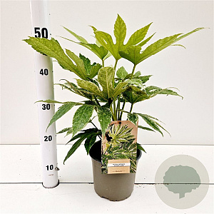 Fatsia japonica 'Spider's Web' 20-25 cm 2,0L