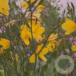 Hemerocallis 'Corky' GM P9