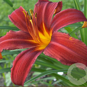 Hemerocallis 'Crimson Pirate' GM P9