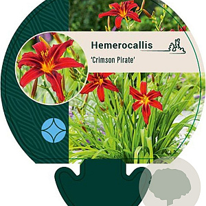 Hemerocallis 'Crimson Pirate' GM P9