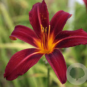 Hemerocallis 'Crimson Pirate' GM P9