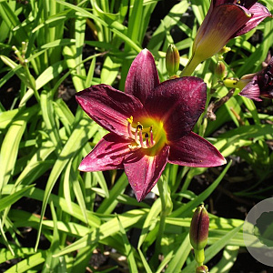 Hemerocallis 'Ed Murray' GM P9