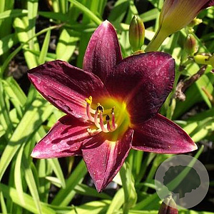Hemerocallis 'Ed Murray' GM P9