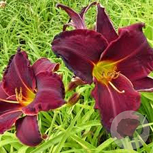 Hemerocallis 'Ed Murray' GM P9