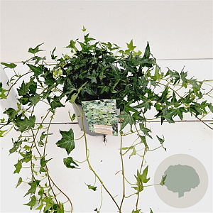 Hedera hel. 'Miniature Needlepoint' 30-40 cm 2,5L