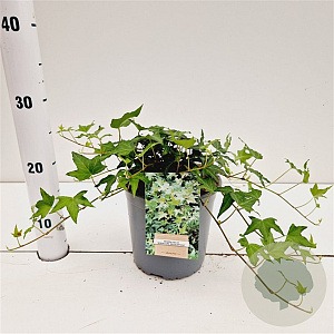 Hedera hel. 'Miniature Needlepoint' 30-40 cm 2,5L