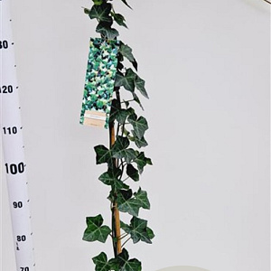 Hedera hibernica 150-175 cm 2,5L