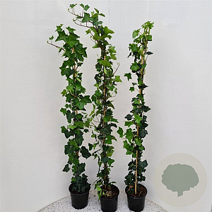 Hedera hibernica 125-150 cm 2,5L