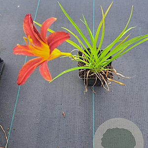 Hemerocallis 'Frans Hals' GM P9