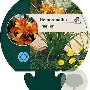 Hemerocallis 'Frans Hals' GM P9