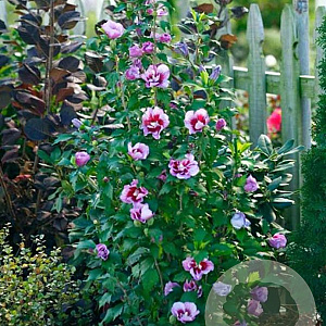 Hibiscus syr. Purple Pillar 250-300 cm container meerstammig 