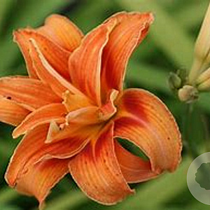 Hemerocallis fulva GM P9
