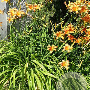 Hemerocallis fulva GM P9