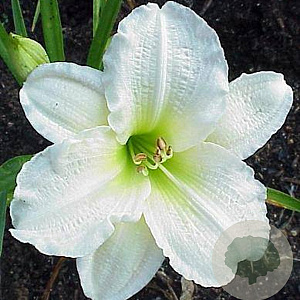 Hemerocallis 'Gentle Shepherd' GM P9