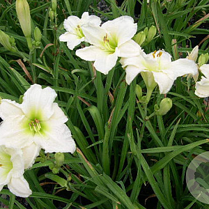 Hemerocallis 'Gentle Shepherd' GM P9