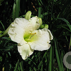 Hemerocallis 'Gentle Shepherd' GM P9