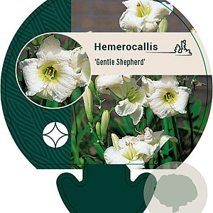 Hemerocallis 'Gentle Shepherd' GM P9