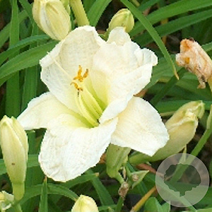 Hemerocallis 'Gentle Shepherd' GM P9