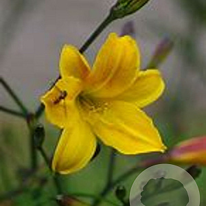 Hemerocallis 'Golden Chimes' GM P9