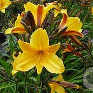 Hemerocallis 'Golden Chimes' GM P9