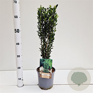 Ilex crenata 'Fastigiata' 40-50 cm 2,5L