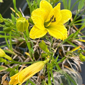 Hemerocallis 'Green Flutter' GM P9