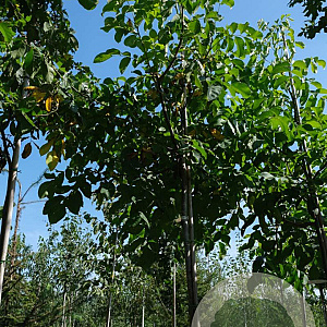 Juglans regia 12-14 HO draadkluit