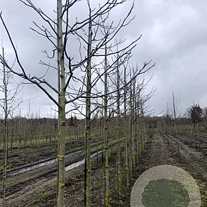 Juglans regia 14-16 HO draadkluit
