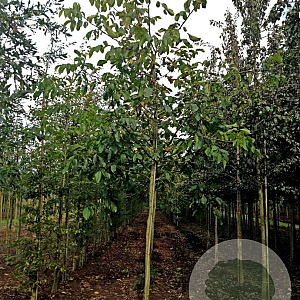 Juglans regia 16-18 HO draadkluit