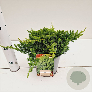 Juniperus procumbens 'Nana' 25-30 cm 2,5L