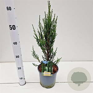 Juniperus s. 'Blue Arrow' 40-60 cm 2,5L