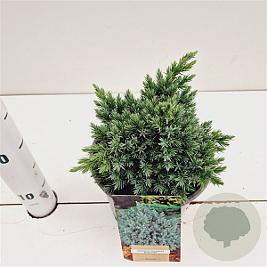 Juniperus squamata 'Blue Star' 20-30 cm 2,5L
