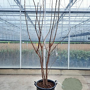 Koelreuteria paniculata 175-200 cm container meerstammig