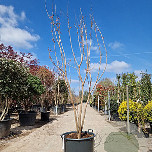 Koelreuteria paniculata 200-250 cm container meerstammig extra