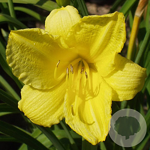 Hemerocallis 'Happy Returns' GM P9
