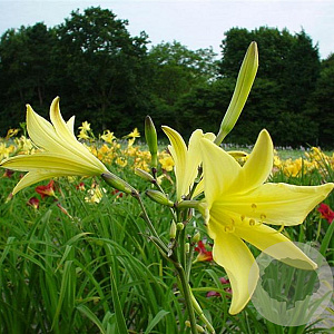Hemerocallis 'Hyperion' GM P9