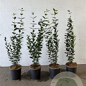 Ligustrum ovalifolium 40-60 cm 2,5L