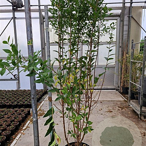 Ligustrum ovalifolium 150-175 cm 15L