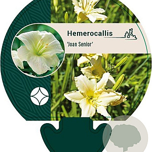 Hemerocallis 'Joan Senior' GM P9