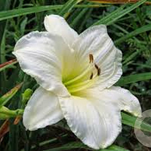 Hemerocallis 'Joan Senior' GM P9