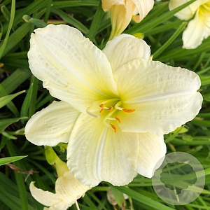 Hemerocallis 'Joan Senior' GM P9