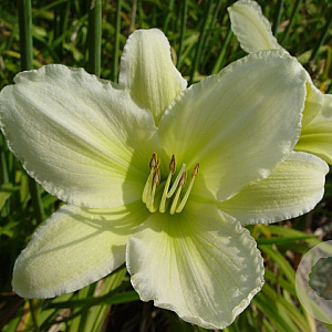 Hemerocallis 'Light the Way' GM P9