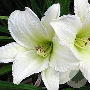 Hemerocallis 'Light the Way' GM P9