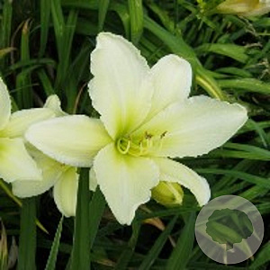 Hemerocallis 'Light the Way' GM P9