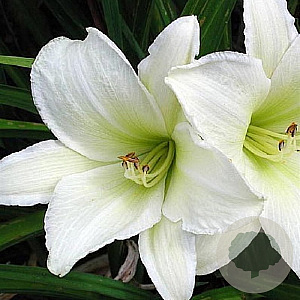 Hemerocallis 'Light the Way' GM P9